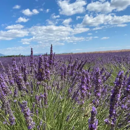 Appartement 04b7 Beautiful T3 In The Heart Of Lavender - Pool *